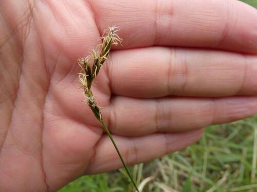 Vernal Sedge