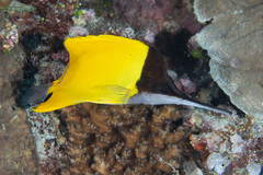 Forcipiger longirostris