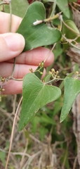 Smilax