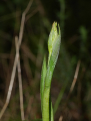 Thelymitra longifolia