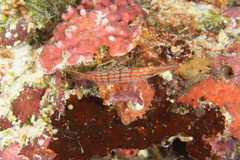 Oxycirrhites typus
