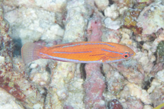 Paracheilinus rubricaudalis