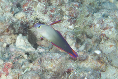 Nemateleotris decora