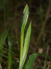 Thelymitra longifolia