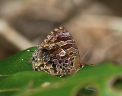 Arhopala abseus