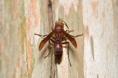 Polistes tenebricosus