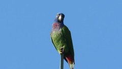 Pionus menstruus