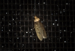 Mimobrachyoma maculifera