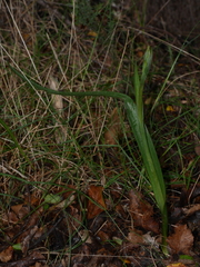 Thelymitra longifolia