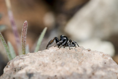 Pellenes geniculatus