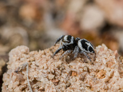 Pellenes geniculatus