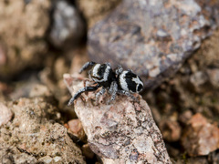 Pellenes geniculatus