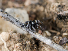 Pellenes geniculatus