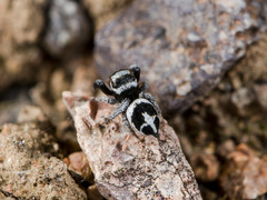 Pellenes geniculatus