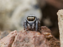 Pellenes geniculatus