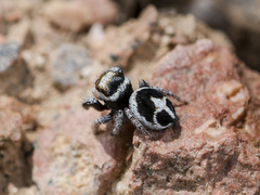 Pellenes geniculatus