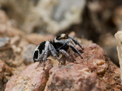 Pellenes geniculatus