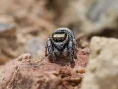 Pellenes geniculatus