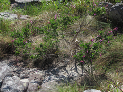 Syncolostemon rotundifolius