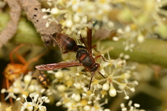 Polistes huisunensis