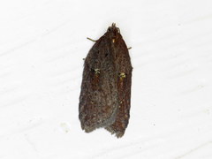 Acleris bowmanana