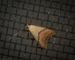 Hapaloteucha paragramma