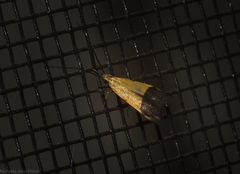 Crocanthes micradelpha