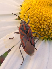 Spilostethus crudelis