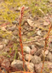 Corispermum declinatum