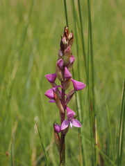 Disa caffra