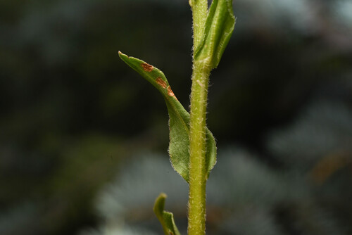 Erigeron formosissimus, photograph 6