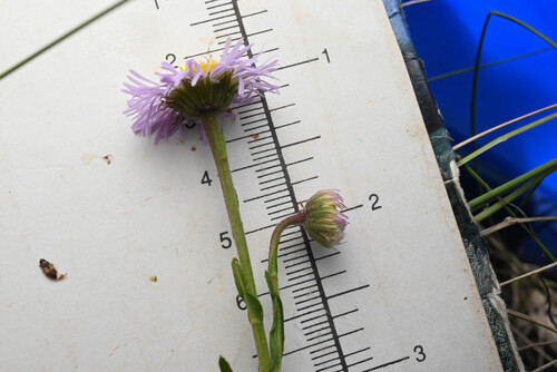 Erigeron formosissimus, photograph 5