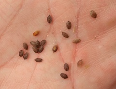 Corispermum declinatum