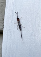 Calliephialtes grapholithae