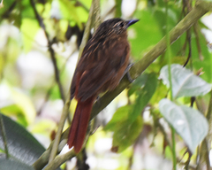 Thripadectes melanorhynchus