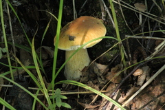 Boletus betulicola