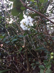 Lagerstroemia indica