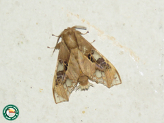 Parathyris cedonulli