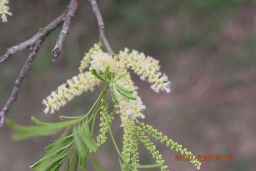 Acacia russelliana
