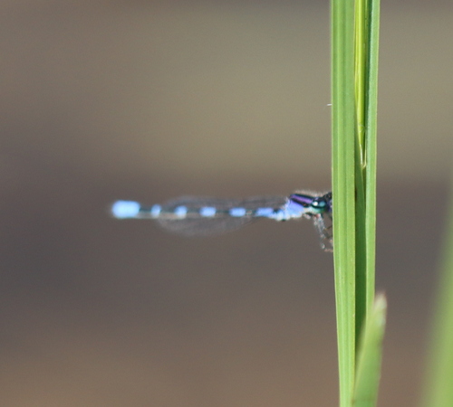 Little Bluet photo 3