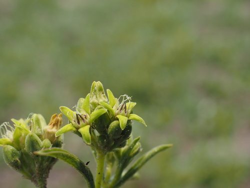 Raphionacme globosa image