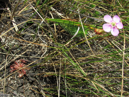 Drosera natalensis (Drosera natalensis)