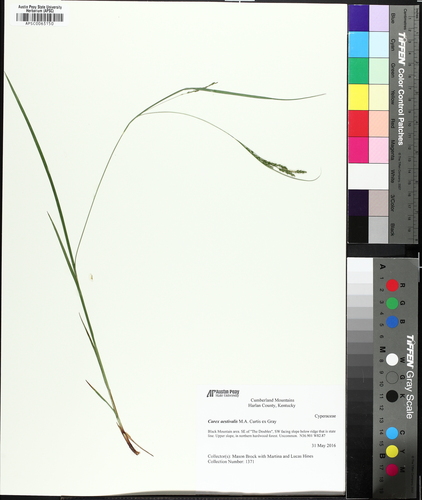 summer sedge (Carex aestivalis)