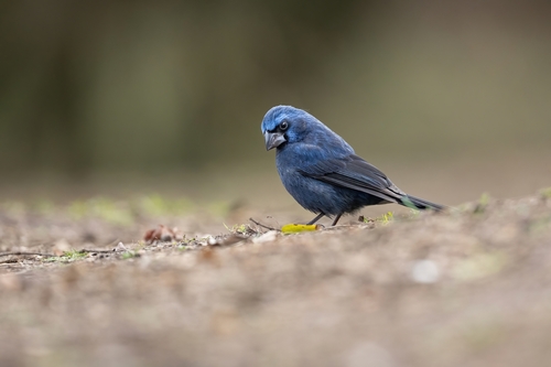 Ultramarine Grosbeak (Cyanoloxia brissonii), photo 9