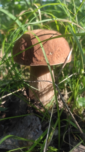 Summer Bolete