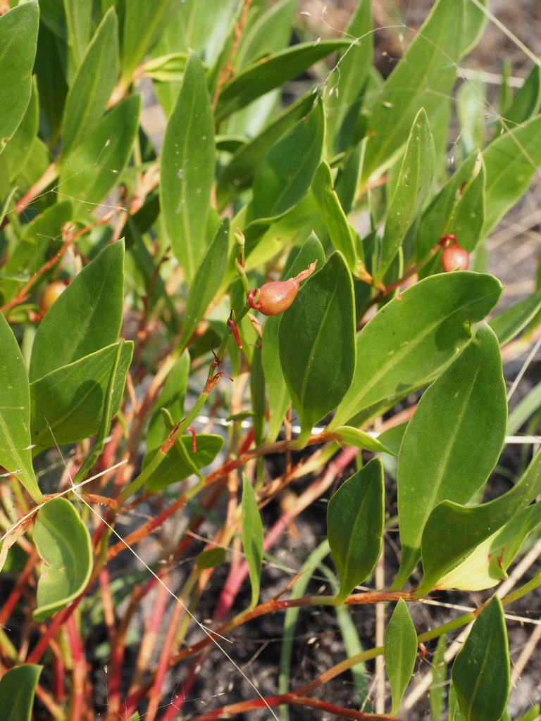 Oxygonum pachybasis