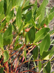 Image of Oxygonum pachybasis