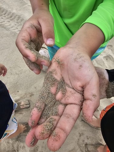 Gulf Ghost Crab (Ocypode occidentalis)