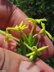 Lasiosiphon triplinervis