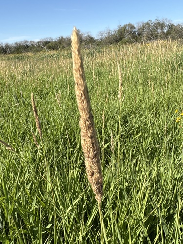 reed canary grass